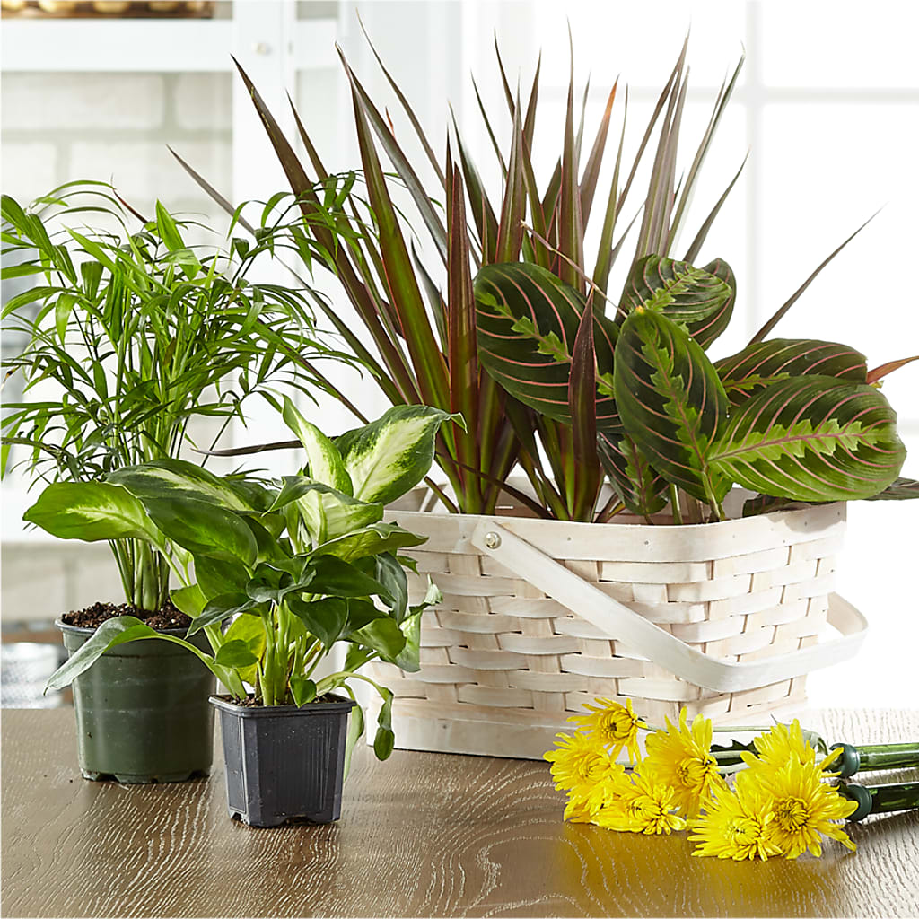 Florist Designed Blooming and Green Plants in a Basket – Tinys Flowers, Lansing IL
