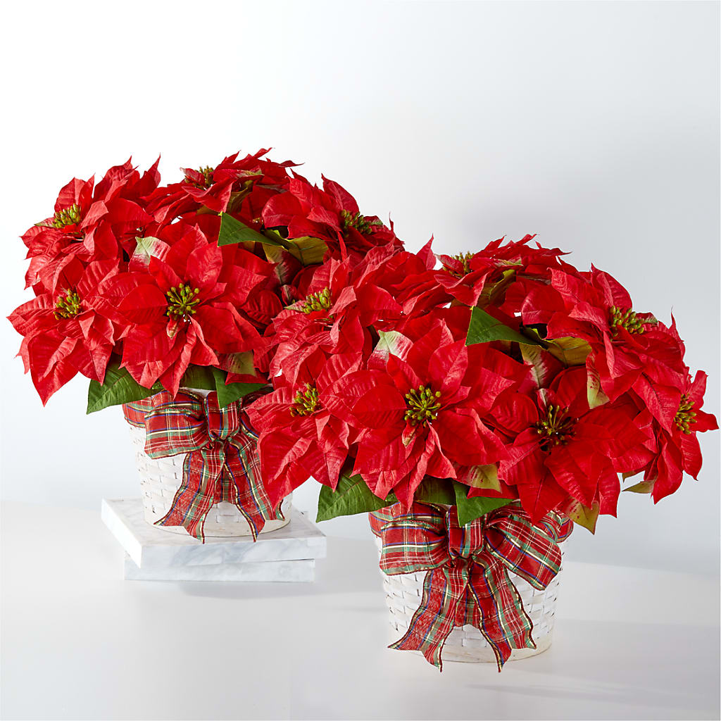 Happiest Holidays Poinsettia Bundle – Tinys Flowers, Lansing IL
