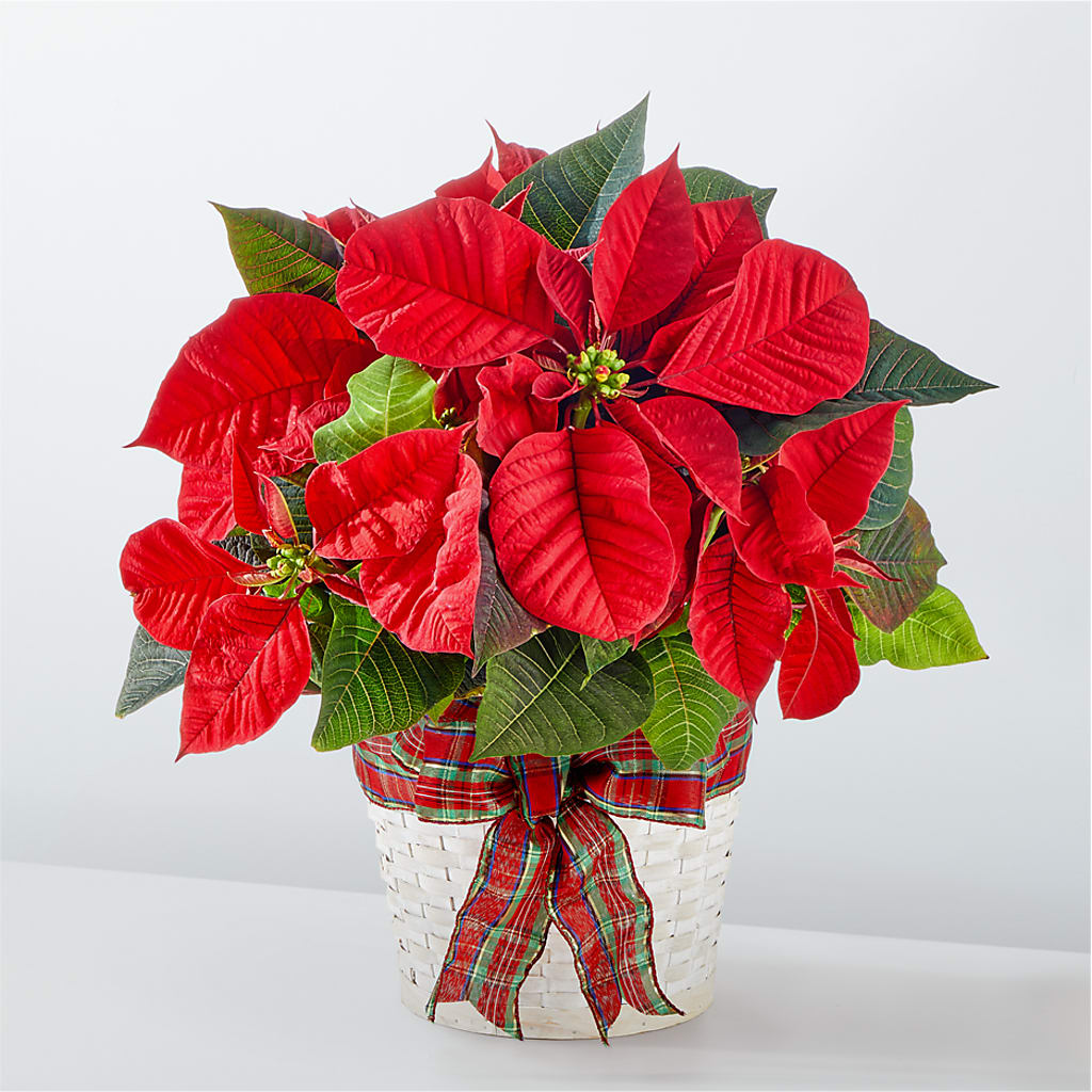 Happiest Holidays Poinsettia – Tinys Flowers, Lansing IL