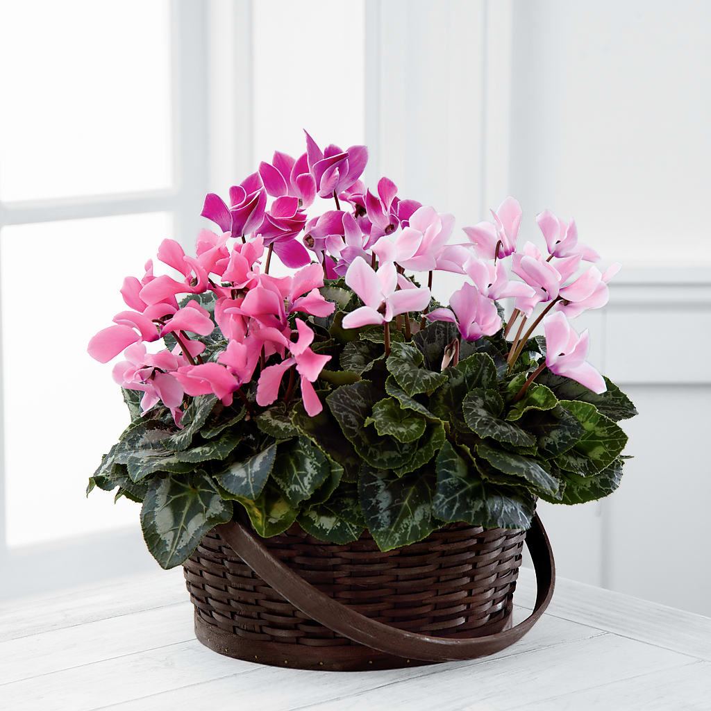 Mixed Cyclamen Planter – Tinys Flowers, Lansing IL