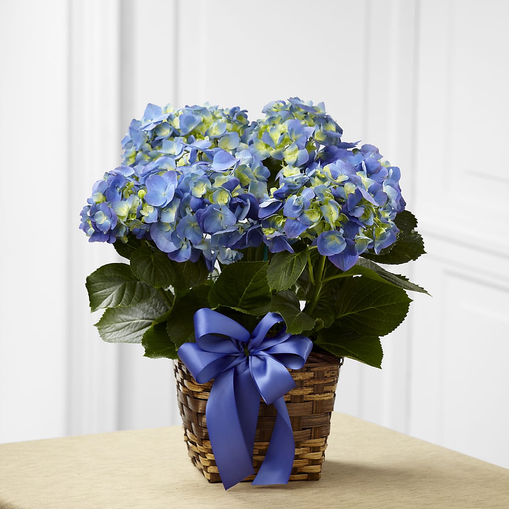 Blue Hydrangea Planter – Tinys Flowers, Lansing IL