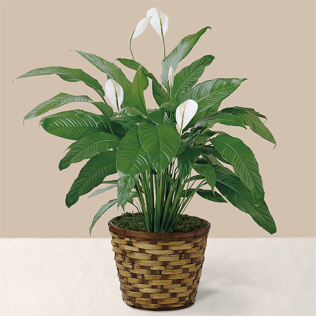 Tranquil Moments Peace Lily Plant – Tinys Flowers, Lansing IL
