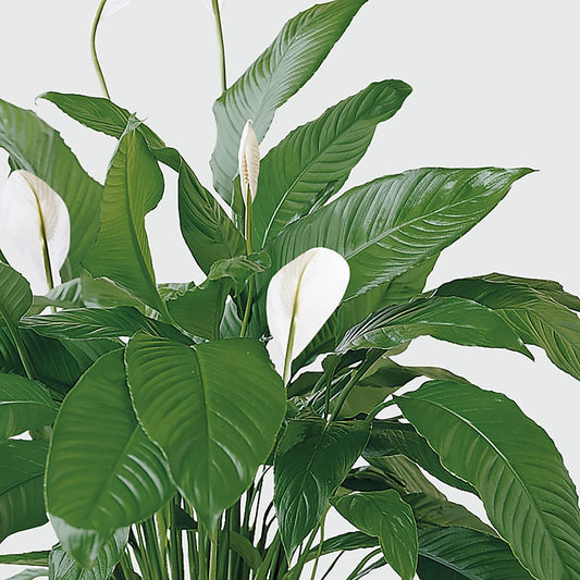 Tranquil Moments Peace Lily Plant – Tinys Flowers, Lansing IL