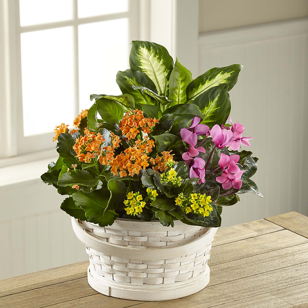 Color Crush Dishgarden – Tinys Flowers, Lansing IL
