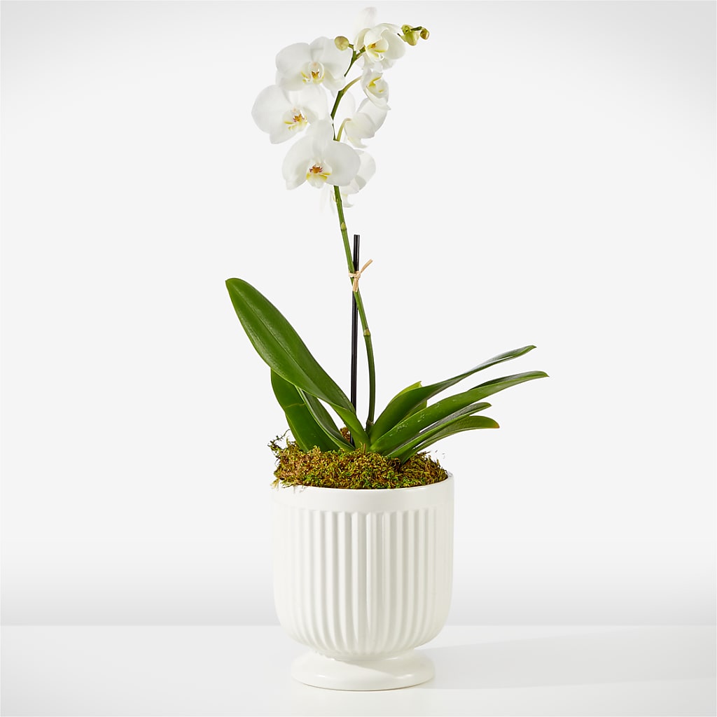 Whispering White Orchid – Tinys Flowers, Lansing IL