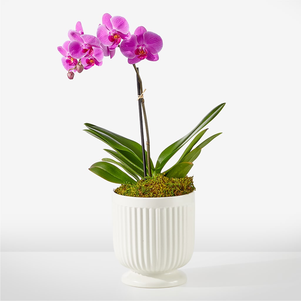 Friendly Fuchsia Orchid – Tinys Flowers, Lansing IL