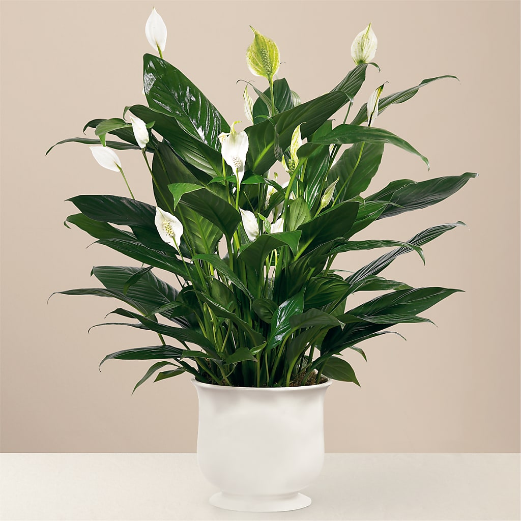 Comfort Planter – Tinys Flowers, Lansing IL