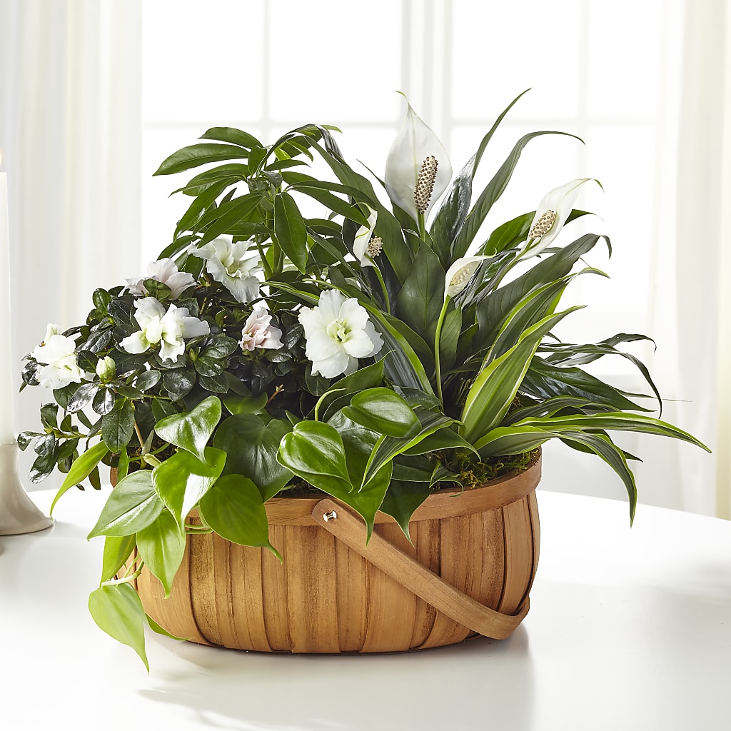 Serene Dishgarden – Tinys Flowers, Lansing IL