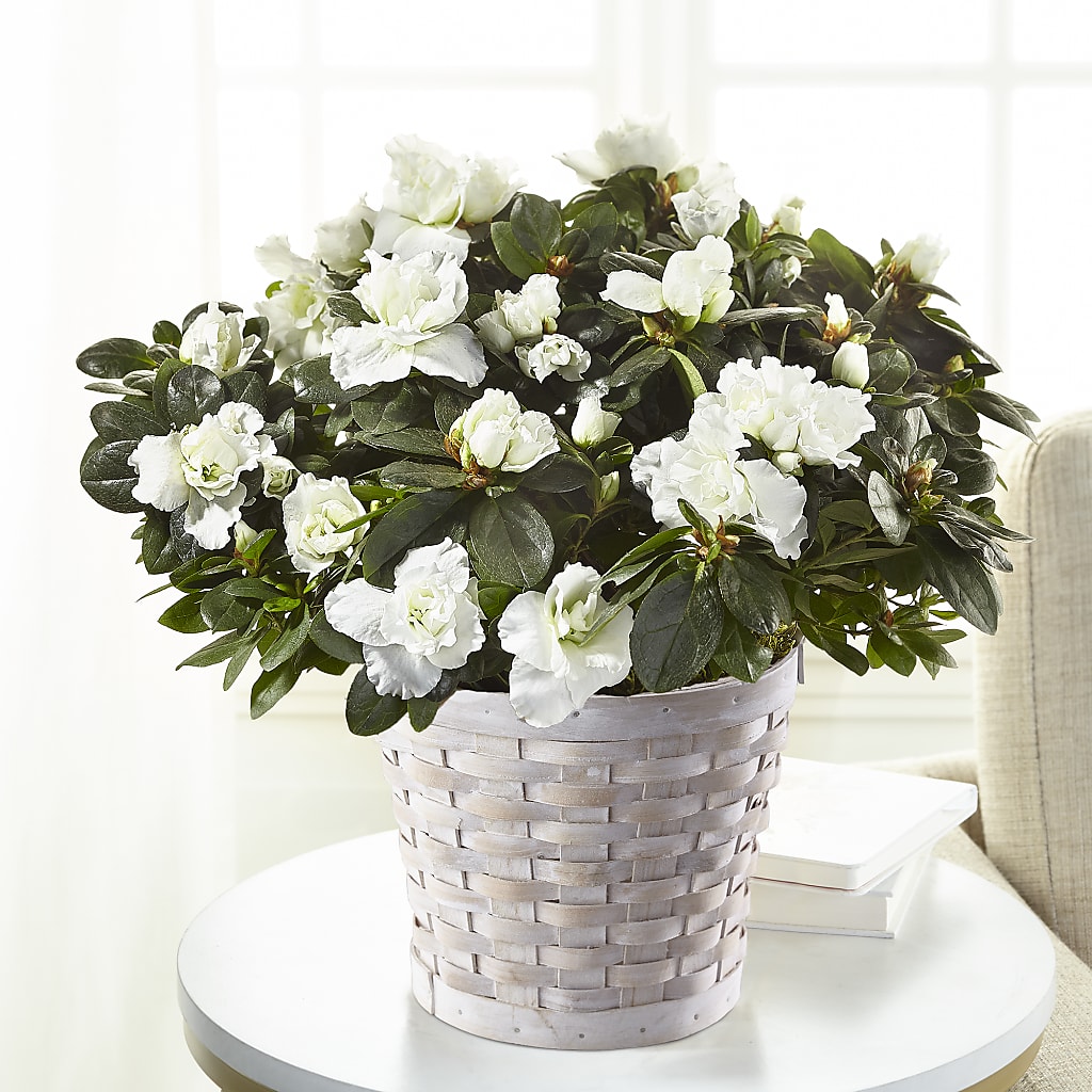 White Azalea Plant – Tinys Flowers, Lansing IL