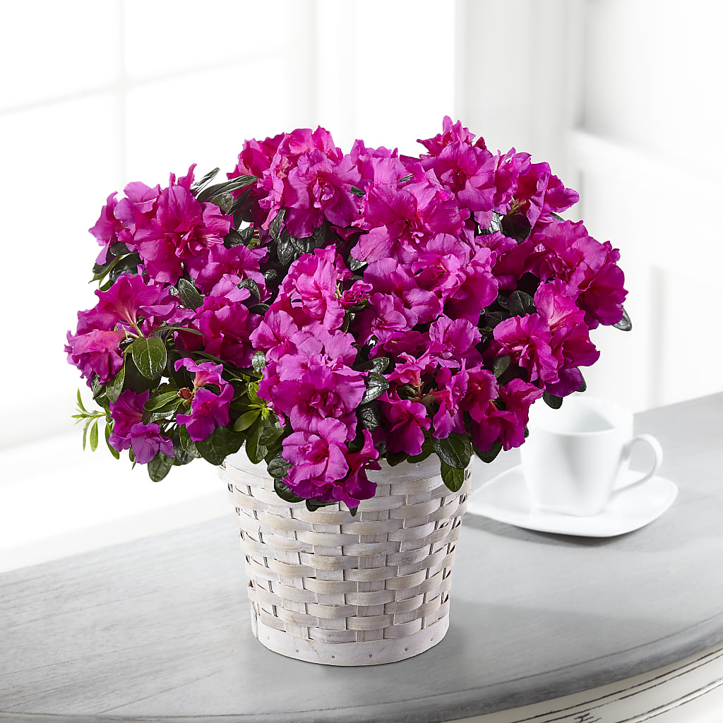 Hope & Serenity Azalea Plant – Tinys Flowers, Lansing IL