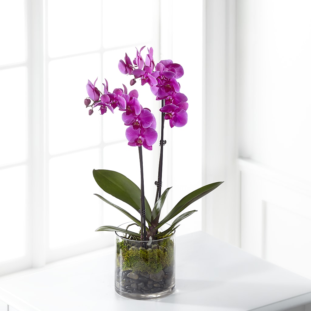 Pink Orchid Plant – Tinys Flowers, Lansing IL