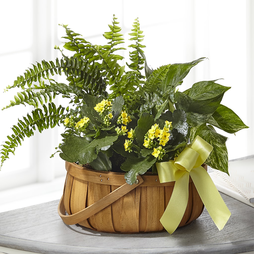 Always Dear Dishgarden – Tinys Flowers, Lansing IL