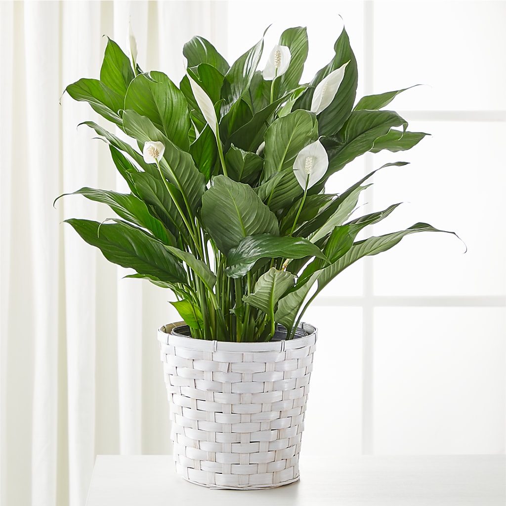 A New Leaf Peace Lily – Tinys Flowers, Lansing IL