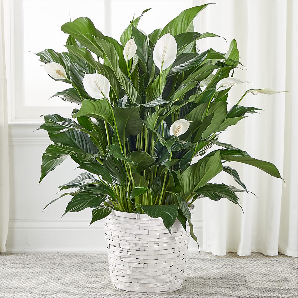 A New Leaf Peace Lily – Tinys Flowers, Lansing IL