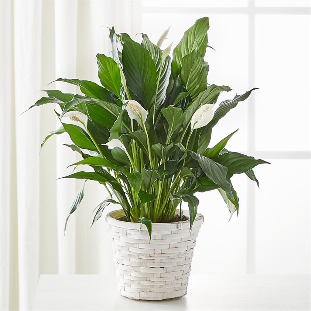 A New Leaf Peace Lily – Tinys Flowers, Lansing IL