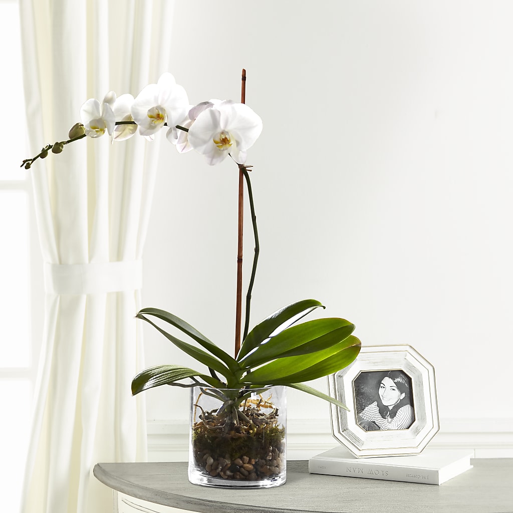 White Orchid Planter – Tinys Flowers, Lansing IL