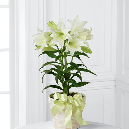 Easter Lily Plant –  Tinys Flowers, Lansing IL