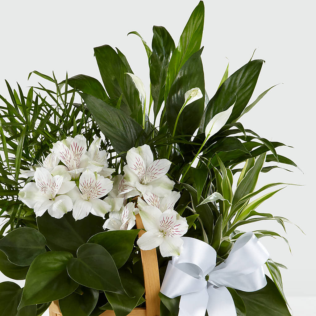 Peace & Serenity Dishgarden –  Tinys Flowers, Lansing IL