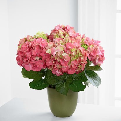 Pink Hydrangea Planter –  Tinys Flowers, Lansing IL