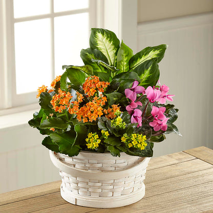 Color Crush Dishgarden –  Tinys Flowers, Lansing IL
