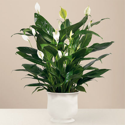 Comfort Planter –  Tinys Flowers, Lansing IL