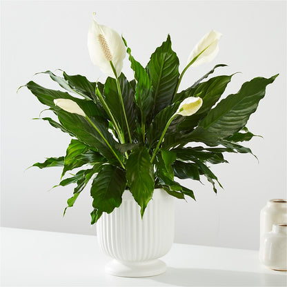 Comfort Planter –  Tinys Flowers, Lansing IL