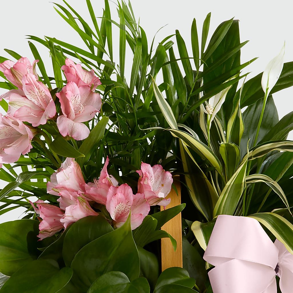 Living Spirit Dishgarden –  Tinys Flowers, Lansing IL