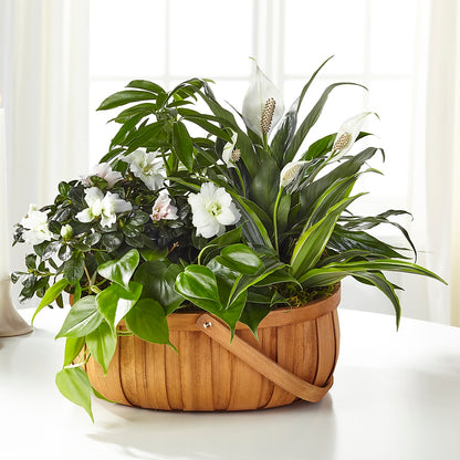 Serene Dishgarden –  Tinys Flowers, Lansing IL