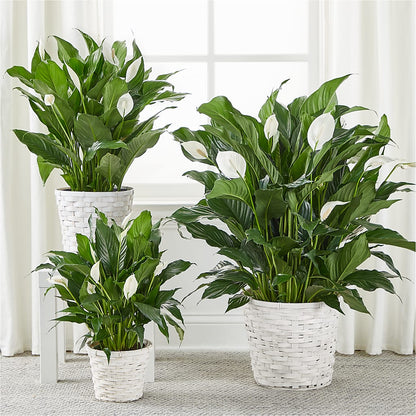 A New Leaf Peace Lily –  Tinys Flowers, Lansing IL