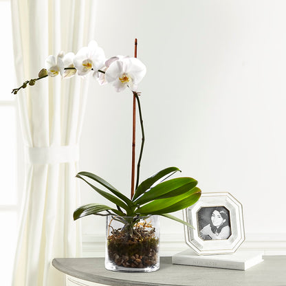 White Orchid Planter –  Tinys Flowers, Lansing IL
