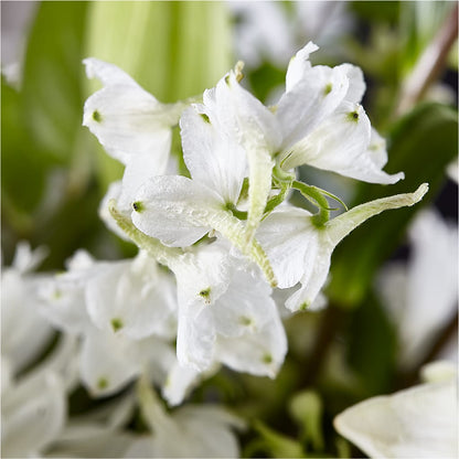 Classic Ivory – A Florist Original –  Tinys Flowers, Lansing IL